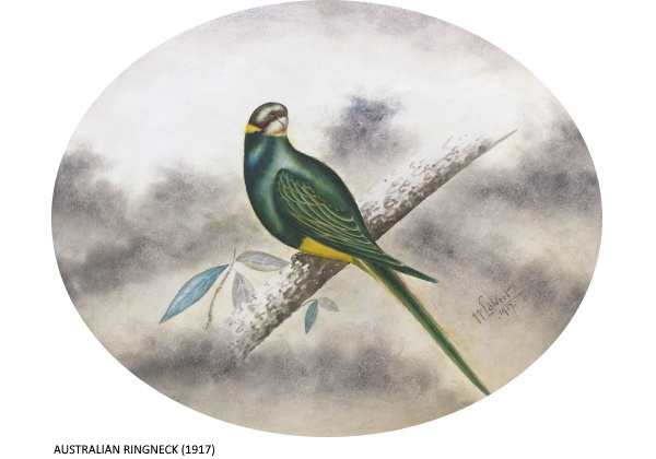 AUSTRALIAN RINGNECK (1917)